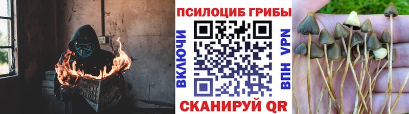 Галлюциногенные грибы прущие грибы  как найти закладки  Туран 